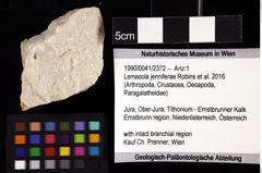 Foto (Objket + Etiketten) von Lemacola jenniferae (Robins et al., 2016) 